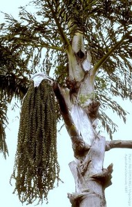 Jaggery palm- anapana