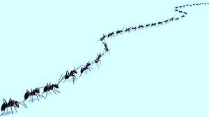 ants