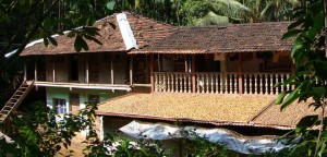 rooftop arecanut drying