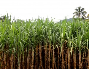sugarcane field