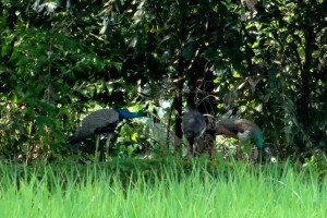 Peacocks
