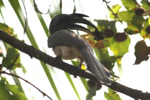 1b gray hornbill