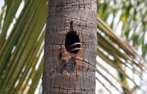 1c gray hornbill