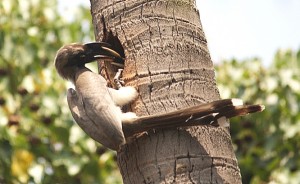 3b Gray hornbill