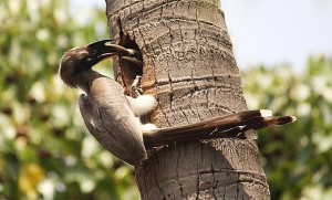 3c Gray hornbill