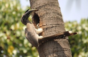 4a Gray hornbill