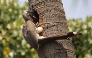 4b Gray hornbill