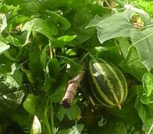 Cucumber