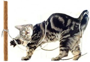 Cat-tied-to-a-pole