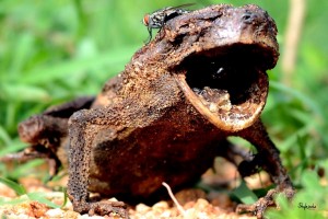 Frog