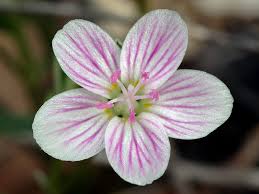five petals