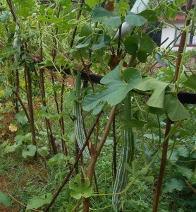 Snake gourd