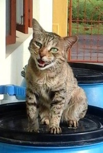 cat2