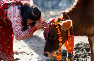 cow-worship_1