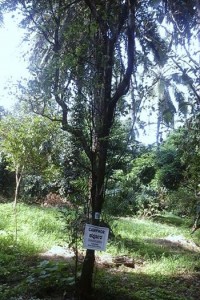 Camphor tree- Soans farm