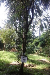 Soans farm -Camphor