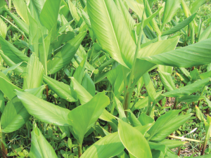 arrow root plant