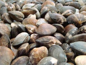 Shellfish - Copy