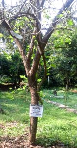 Challangayi tree