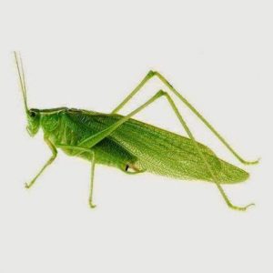 Grasshopper