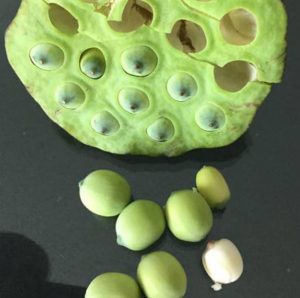 Lotus seeds2