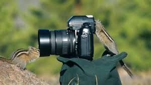 curious squirrels