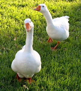 geese