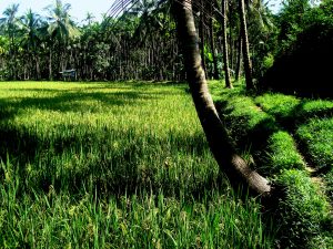 paddy-field