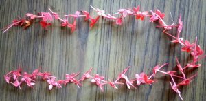 kepula-flowers