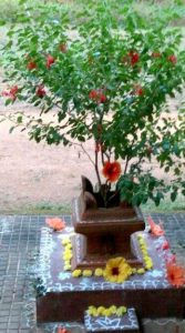 tulasi-pooja-deepavali