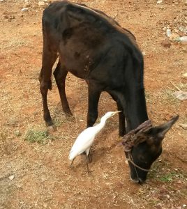 cow-and-crane
