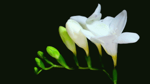 blooming